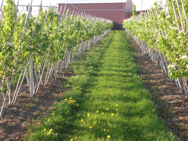 Winter und Blüte 026.jpg