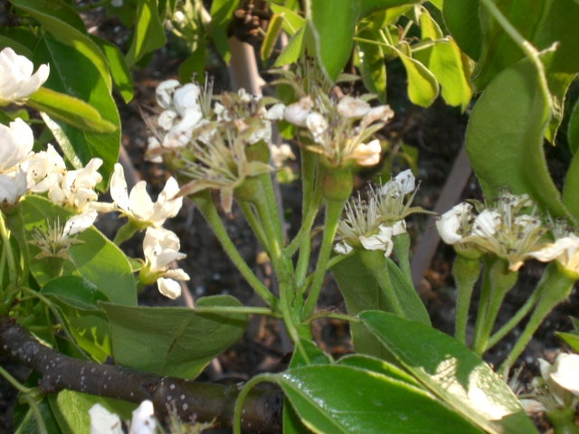 Winter und Blüte 025.jpg