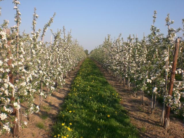 Winter und Blüte 030.jpg