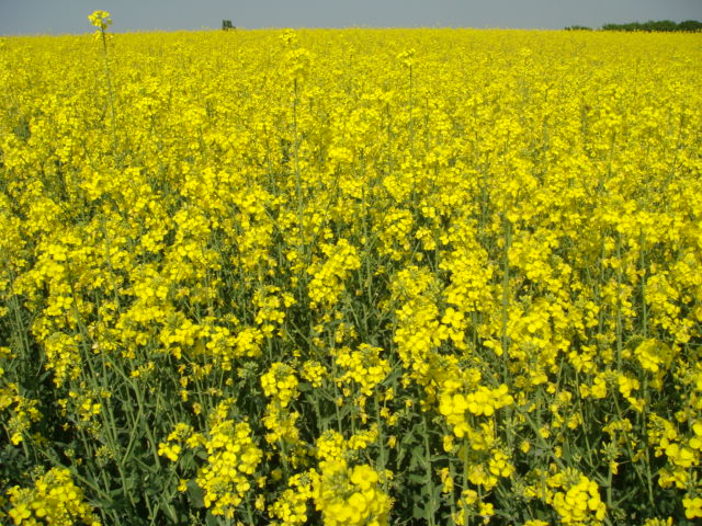 Pflug-Raps Ende April 2011.JPG