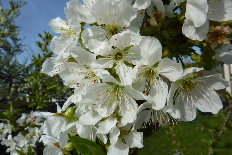 Kirschblüte.jpg