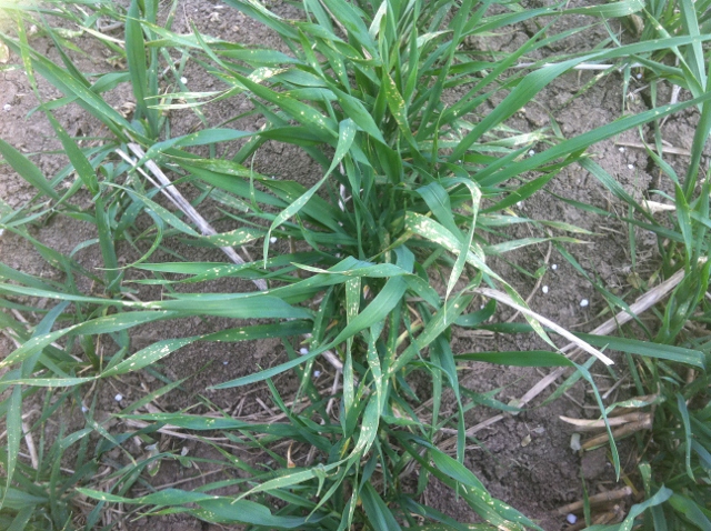 IMG_0178 (640x478).jpg