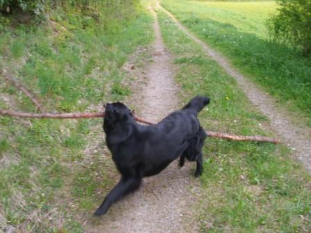 Rückehund Max.JPG