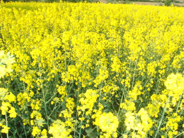 AusfallRapsbestand Ende April 2011.JPG