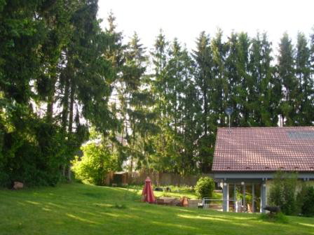 Problemfällung, vorher, 21.05.11.JPG