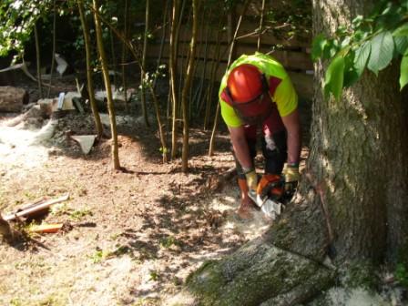 Riesige Wurzelanläufe.JPG