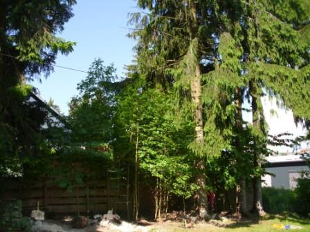 Seilwindenunterstützte Fällung.JPG