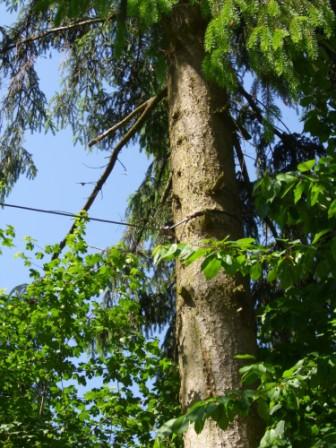 Seilwindenunterstützte Fällung2.JPG