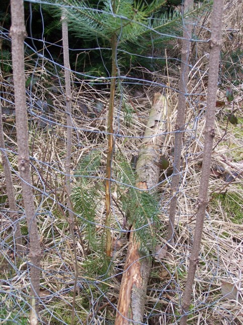 rehschaden 20.3.09.JPG