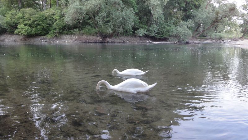 Synchrontauchen.jpg