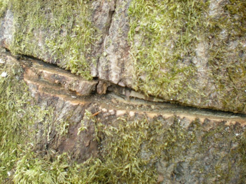baumschnitt3.jpg