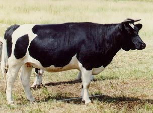 rindschw mit hörnern.jpg