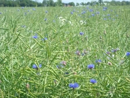 Kornblumenstreifen auf Pflugraps.JPG