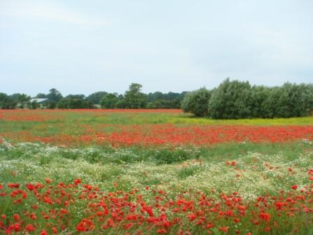 Blühstreifen extrem vermutlich Grubber-Raps .JPG