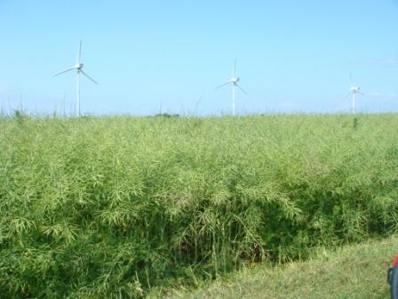 Pflug-Raps randgemäht.JPG