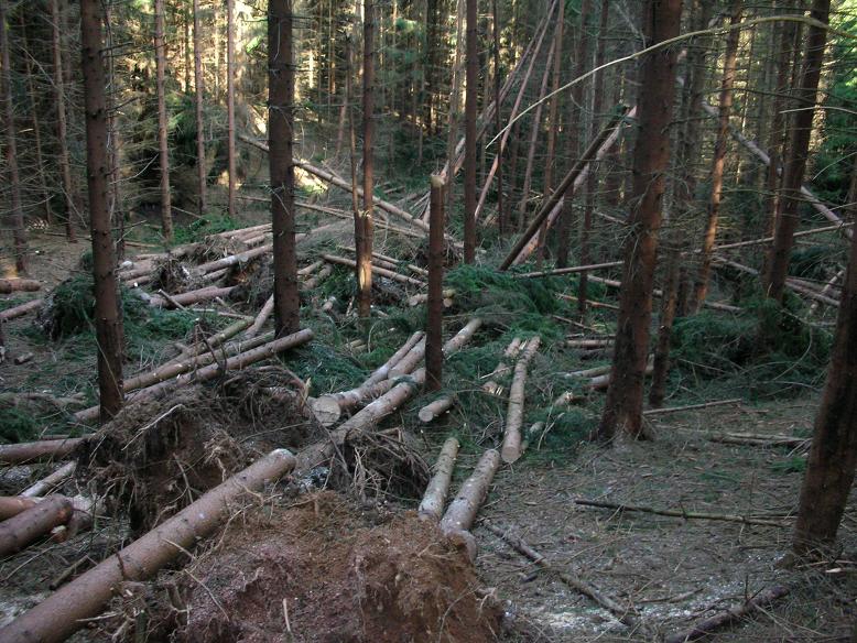 Schneebruch 2011 1.jpg