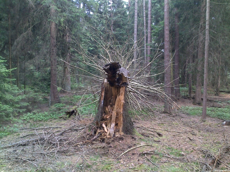Fichtending1.jpg