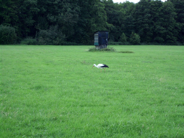 006.JPG