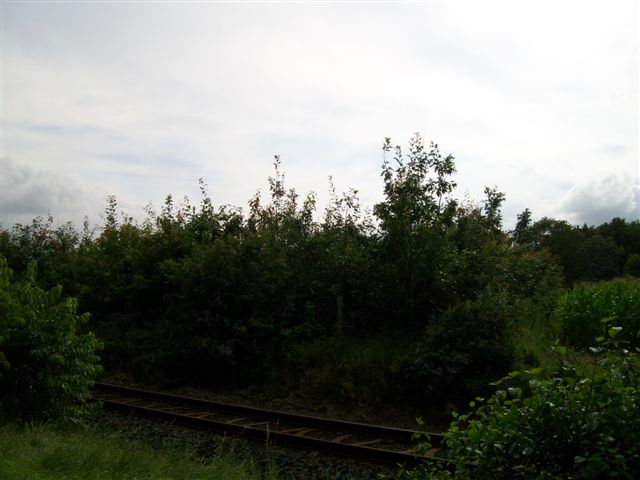 Wald B4 005.jpg