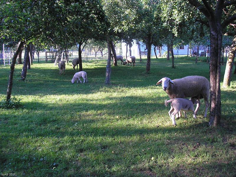 Obstgarten_Idylle_P8020064_2.JPG