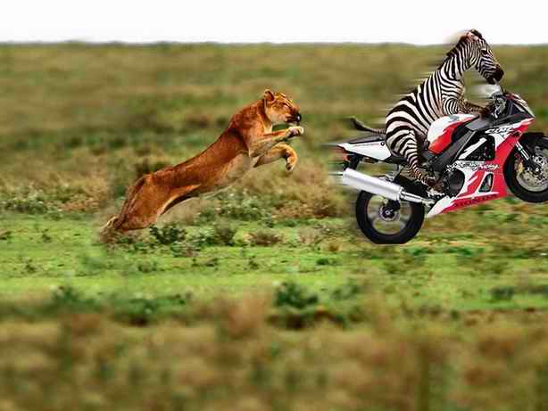 go Zebra go.jpg