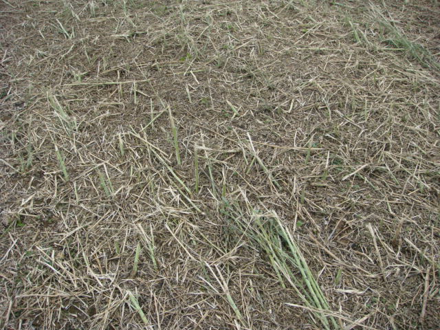 Gemulchter Grupper-Raps Ende Juli.jpg