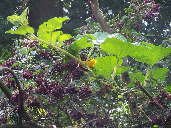 Kürlunder und Holisse.JPG