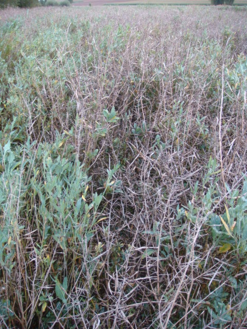 Raps zum Mulchen.JPG