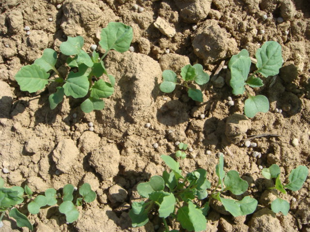 Rapsaufgang 2011.JPG