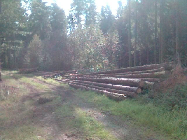 wald8.JPG