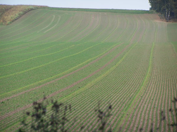 technische streifenkrankheit.JPG