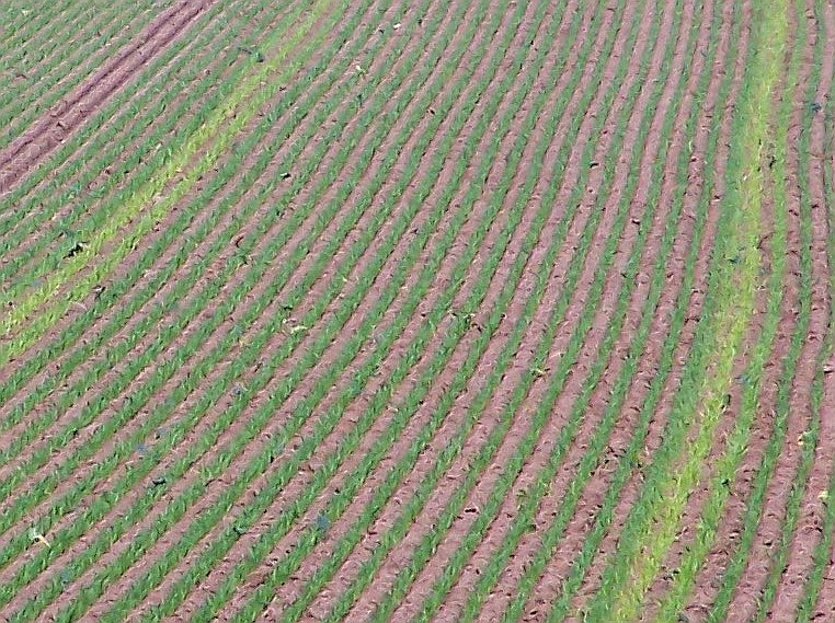 technische streifenkrankheit2.JPG