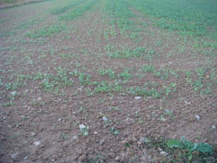 Grupperraps Anfang Oktober.JPG