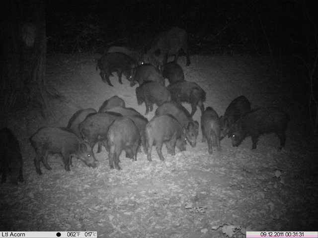 Wildkamera ltl 5210MC TEST BILD1.jpg