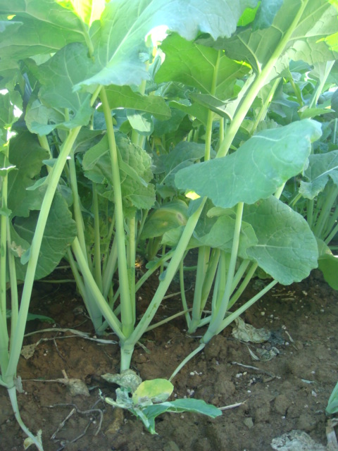 Pflugrapspflanzen Ende 10.JPG