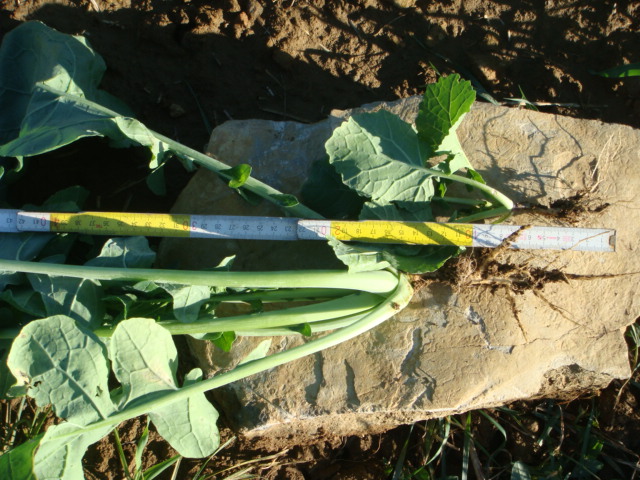 Wurzelvergleich Grubberraps Pflug raps.JPG