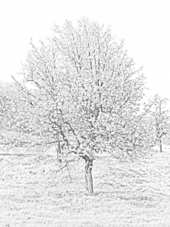 Bleistift Kirschbaum.jpg
