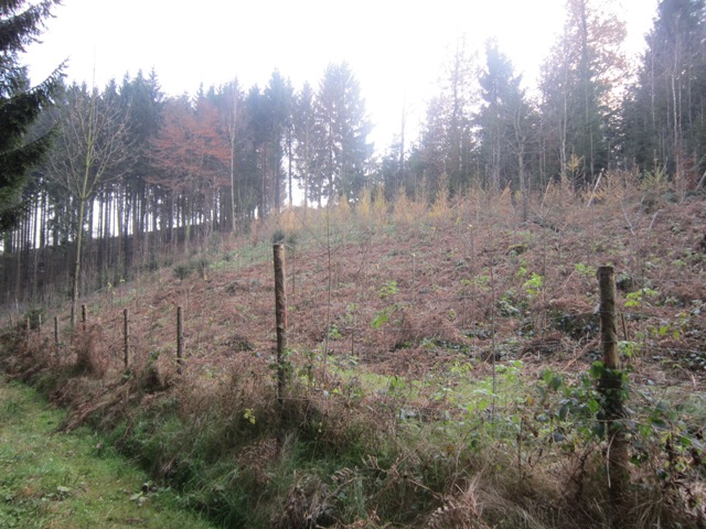 Aufforstung 2009.jpg
