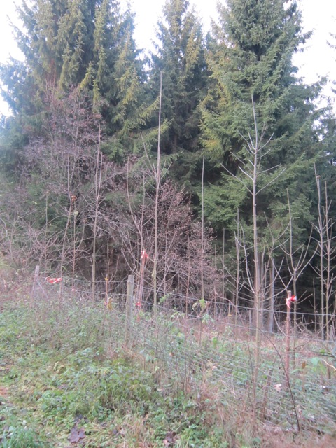 Bergahorn 4 -  5 Meter Hoch.jpg