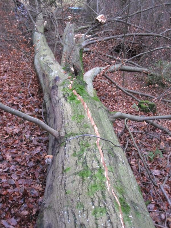 FK+Hauberg 021_600x800.jpg