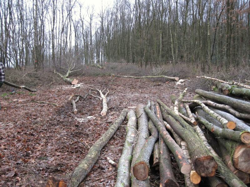 FK+Hauberg 033_800x600.jpg