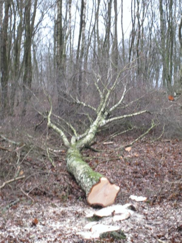 FK+Hauberg 035_600x800.jpg