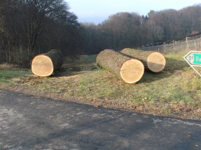 Meine Wertholz Stämme.JPG