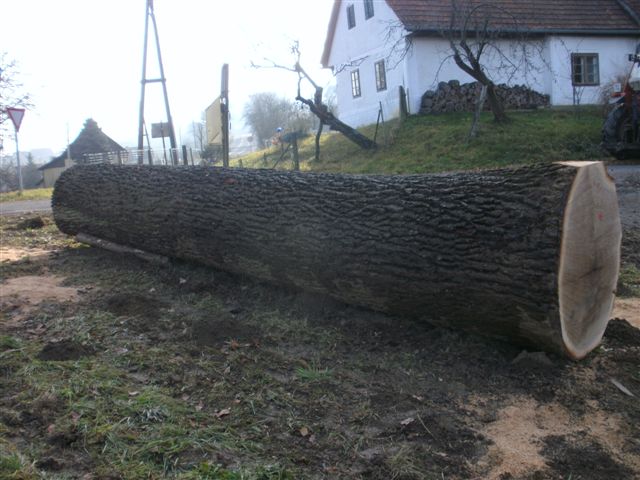 Mein Wertholzbaum.JPG