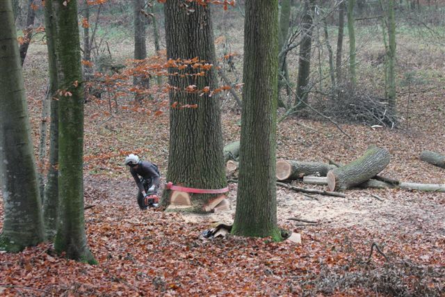 Achtung Baum fällt.jpg