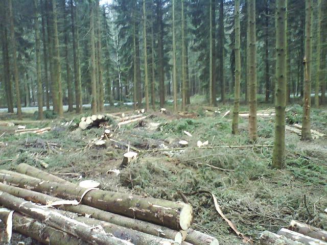 Wald.JPG