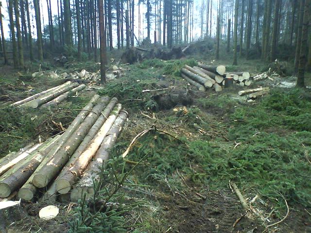 Wald 2.JPG