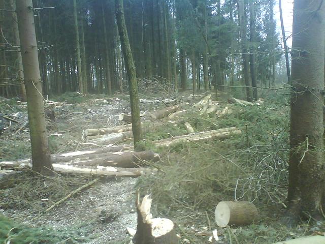 Wald 3.JPG