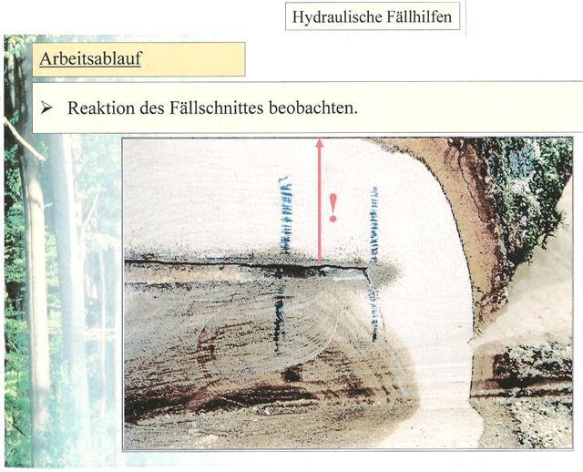 Immer auf den Fällriss achten.jpg