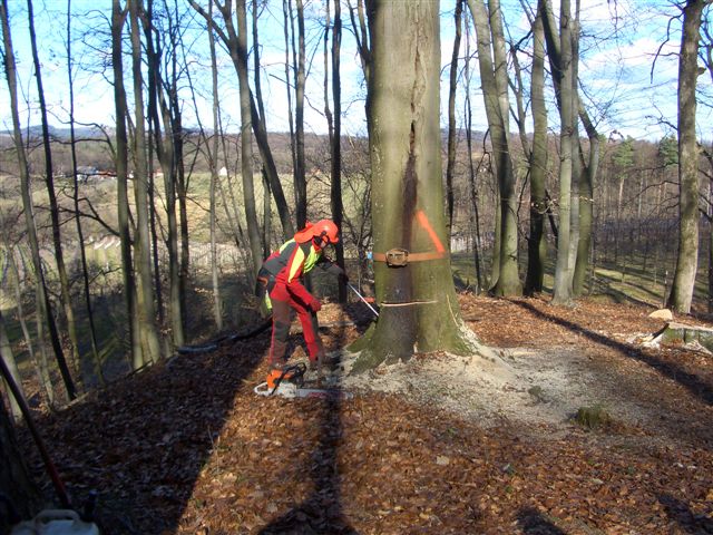 Reaktion des Fällschnittes zu wenig beachtet.JPG
